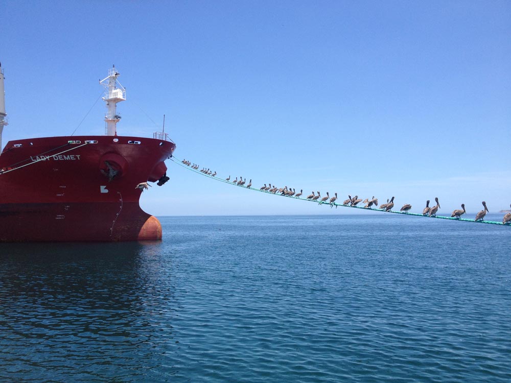 fleet of devbulk